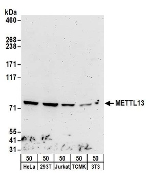 METTL13 Antibody
