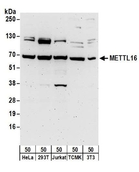 METTL16 Antibody