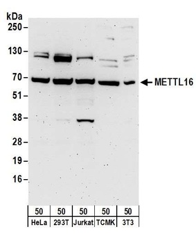 Rabbit anti-METTL16 Antibody