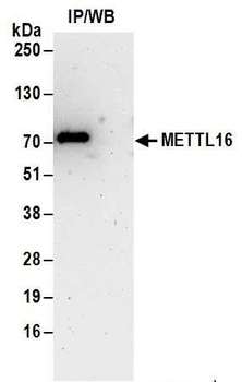 Rabbit anti-METTL16 Antibody
