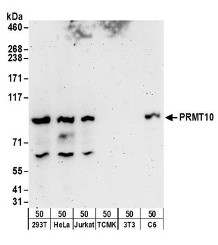PRMT10 Antibody