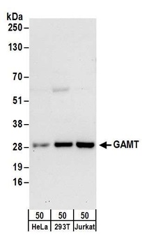 Rabbit anti-GAMT Antibody