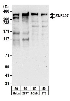 ZNF407 Antibody
