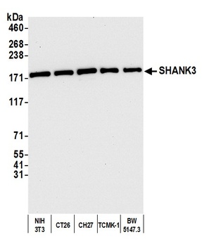 Rabbit anti-SHANK3 Antibody