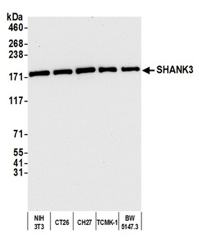 SHANK3 Antibody