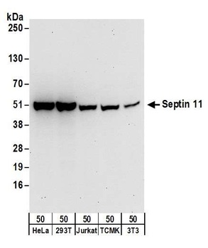 Septin 11 Antibody
