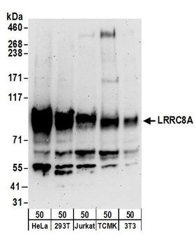 Rabbit anti-LRRC8A Antibody