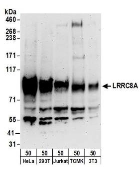 LRRC8A Antibody