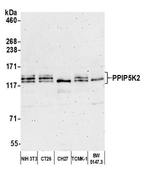 PPIP5K2 Antibody
