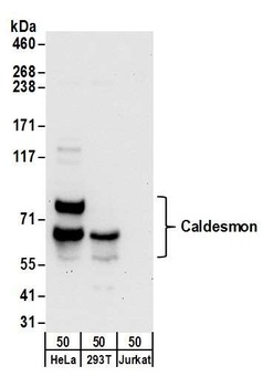 Caldesmon Antibody