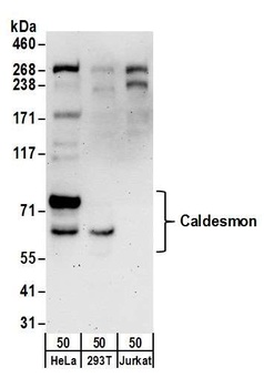 Caldesmon Antibody