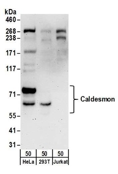 Rabbit anti-Caldesmon Antibody