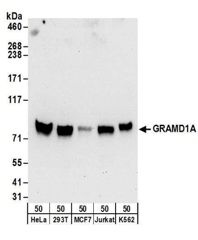 Rabbit anti-GRAMD1A Antibody