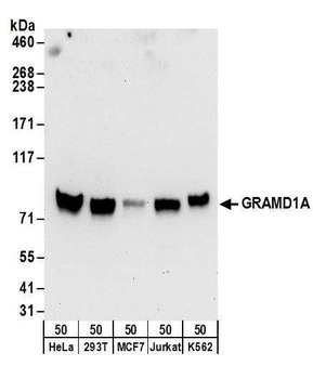 GRAMD1A Antibody