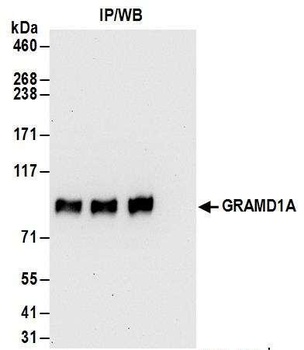 GRAMD1A Antibody