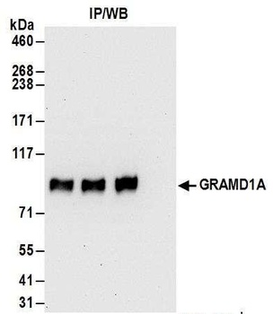 Rabbit anti-GRAMD1A Antibody