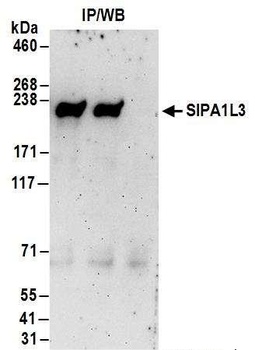Rabbit anti-SIPA1L3 Antibody