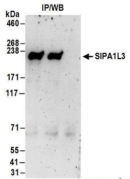 Rabbit anti-SIPA1L3 Antibody