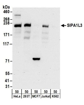Rabbit anti-SIPA1L3 Antibody