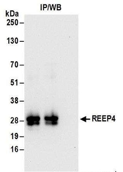 REEP4 Antibody