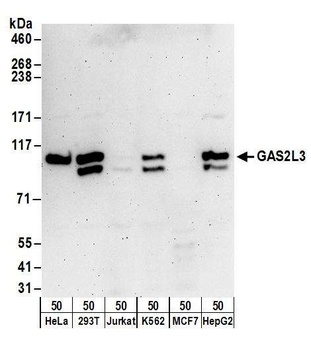 GAS2L3 Antibody