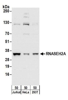 RNASEH2A Antibody