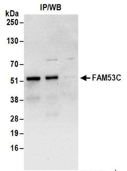 FAM53C Antibody