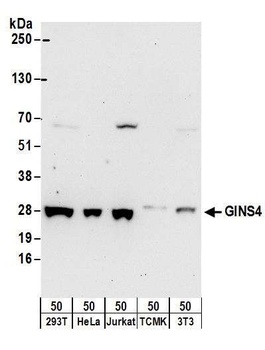 Rabbit anti-GINS4 Antibody