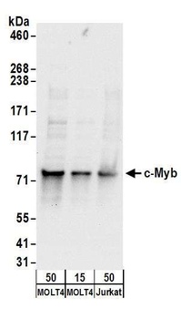 c-Myb Antibody