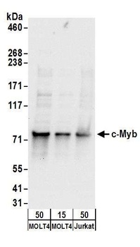 Rabbit anti-c-Myb Antibody