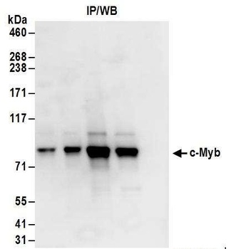 Rabbit anti-c-Myb Antibody
