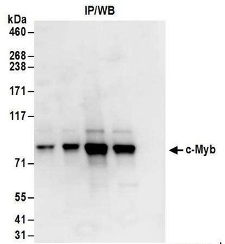 Rabbit anti-c-Myb Antibody