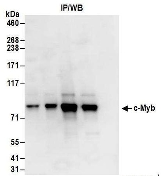 c-Myb Antibody