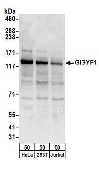 GIGYF1 Antibody