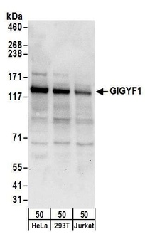 Rabbit anti-GIGYF1 Antibody