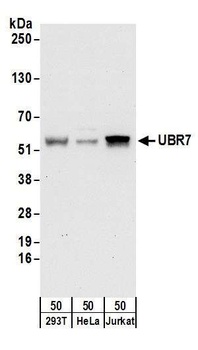 UBR7 Antibody