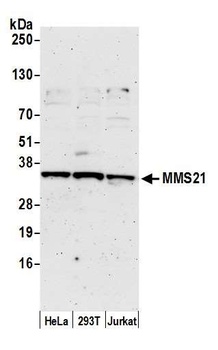 Rabbit anti-MMS21 Antibody