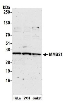 MMS21 Antibody