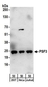 PSF3 Antibody