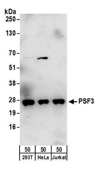 Rabbit anti-PSF3 Antibody