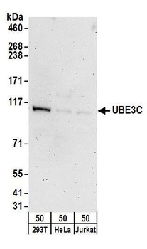 Rabbit anti-UBE3C Antibody