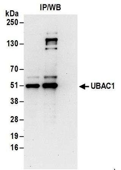 UBAC1 Antibody
