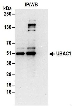 Rabbit anti-UBAC1 Antibody