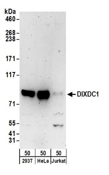 DIXDC1 Antibody