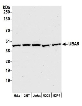 UBA5 Antibody