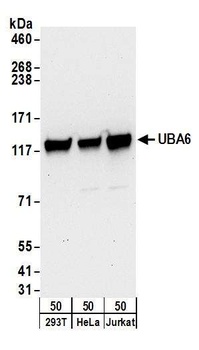 Rabbit anti-UBA6 Antibody