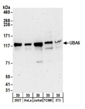 Rabbit anti-UBA6 Antibody