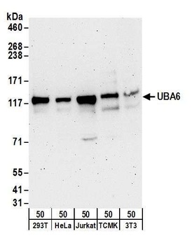 UBA6 Antibody