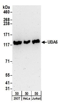 Rabbit anti-UBA6 Antibody