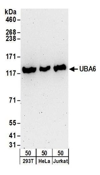 UBA6 Antibody